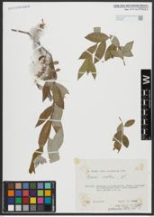 Foto von Salix alba L.